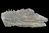 Ichthyodectes Mandible with Teeth - Kansas #93767-1